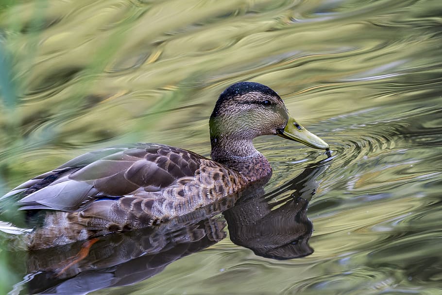 duck, water, nature, small, animal wildlife, animals in the wild HD wallpaper