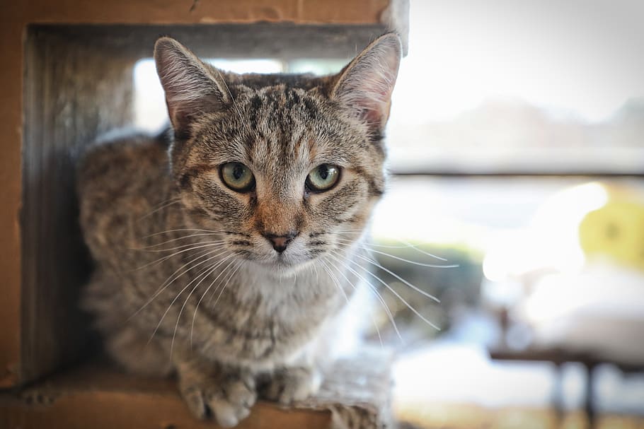 cat, pets, feline, animal themes, domestic, mammal, domestic cat HD wallpaper