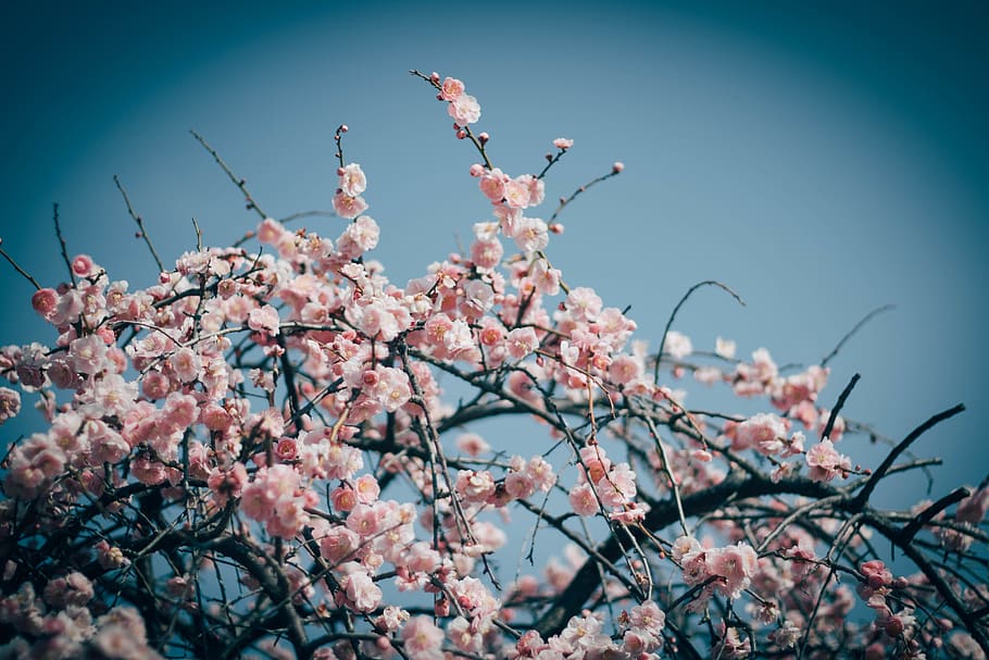 pink flowering tree, plant, blossom, cherry blossom, animal, bird