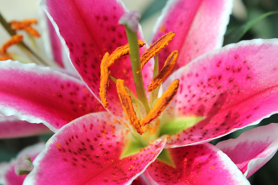 flower, iris, lily, pollen, bloom, spring, blossomed, stamen HD wallpaper