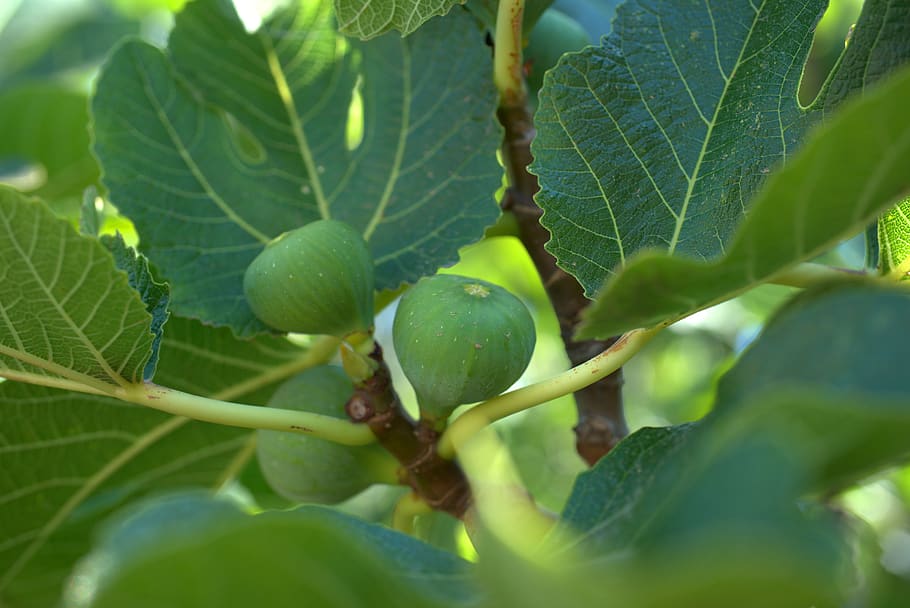 fig, leaf, mediterranean, fruit, healthy, fresh, sweet, plant HD wallpaper