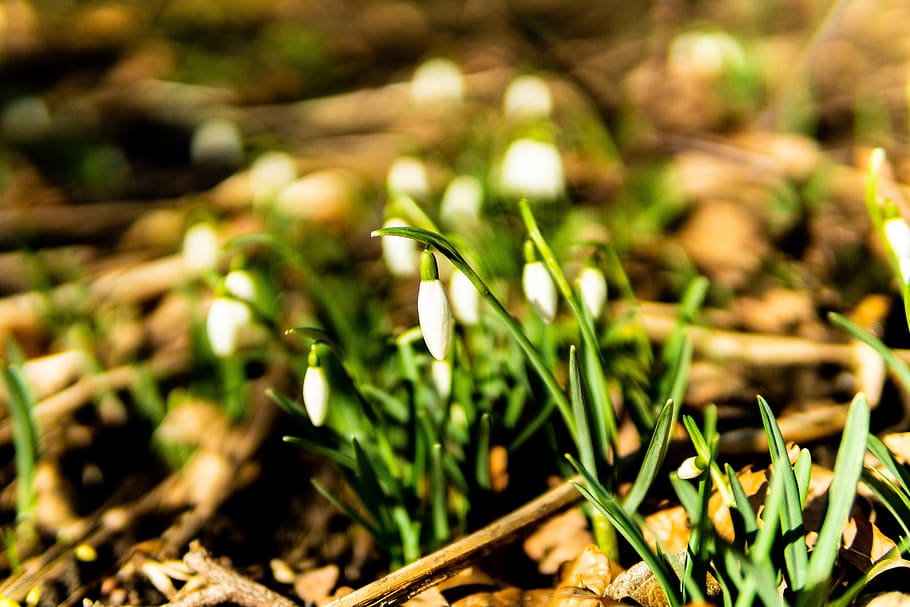 snowdrop, spring, flower, bloom, nature, plant, white, signs of spring HD wallpaper
