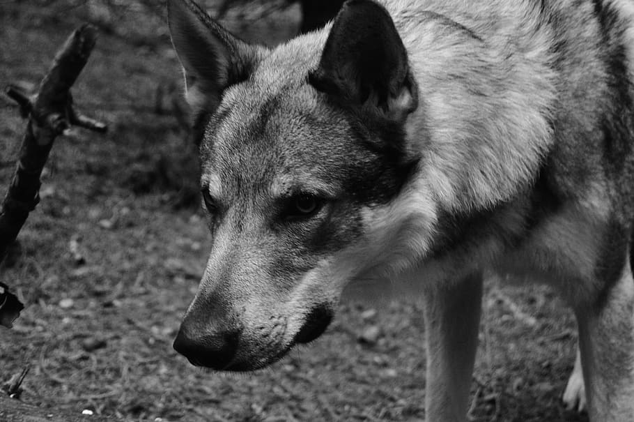 German Shepherd Grayscale Photo, animal, black-and-white, canine, HD wallpaper