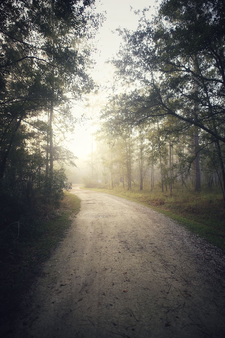 forest pathway photo across sun, road, dirt road, gravel, nature HD wallpaper