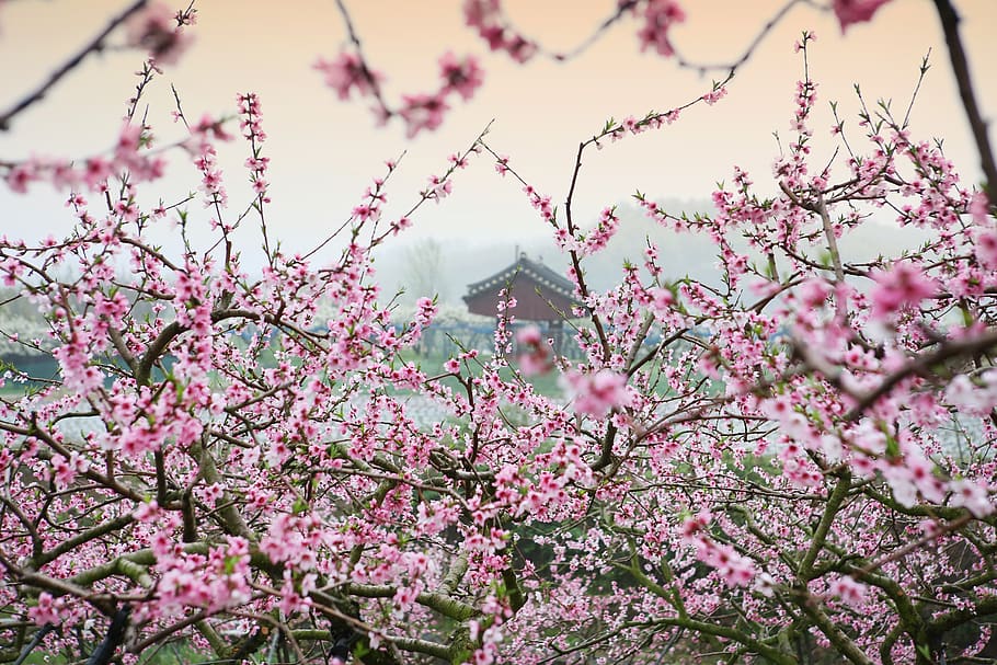 peach blossom, landscape, spring, nature, plants, trees, pink, HD wallpaper