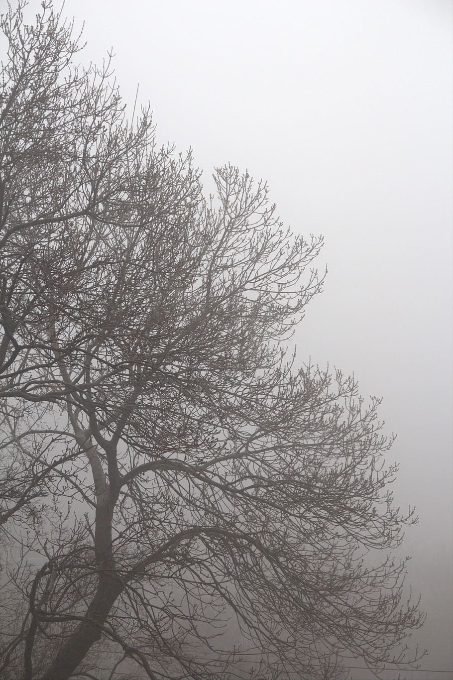 tree, forest, fog, mist, silhouette, gray, grey, branches, plant HD wallpaper