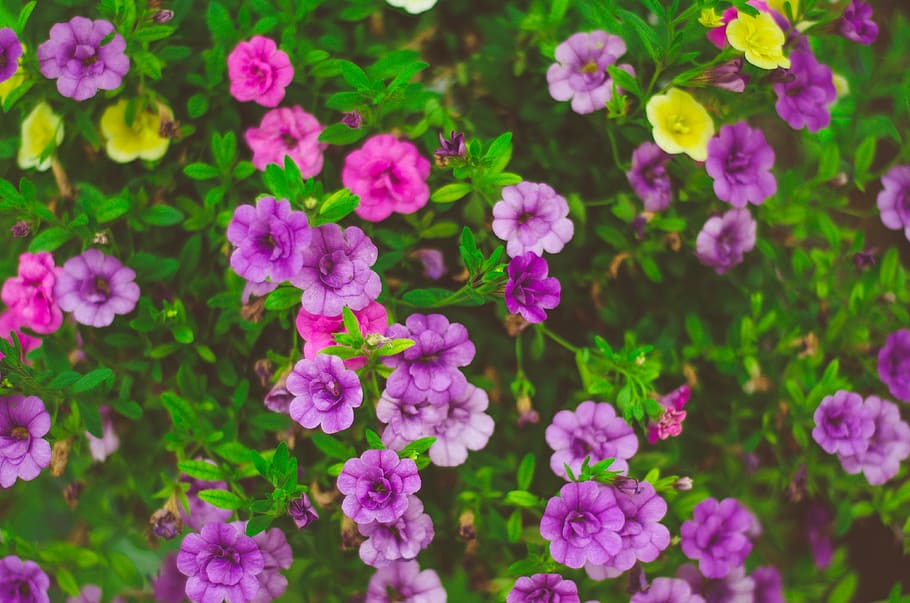 Macro Photo of Purple Flowers, blooming, botanical, bright, color HD wallpaper