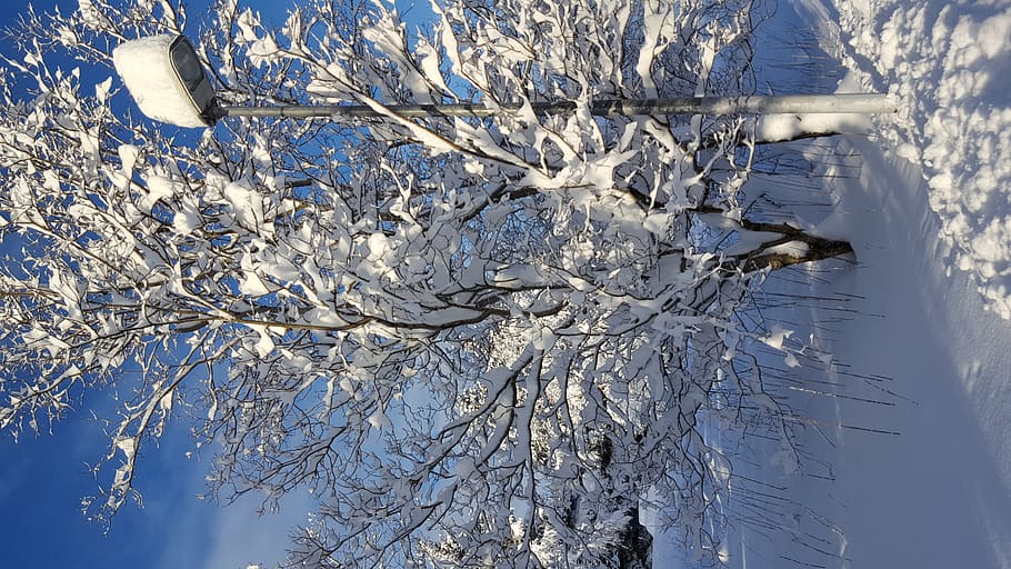 snow, cold temperature, tree, winter, plant, nature, branch HD wallpaper