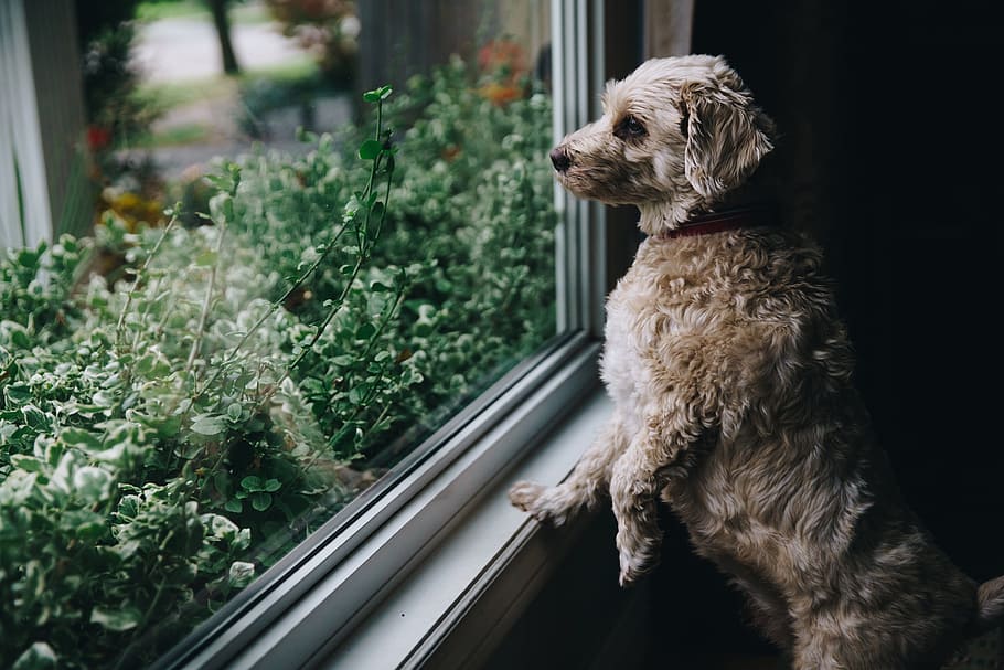 Fuzzy Dog Looks Out Window Photo, Dogs, Pets, Walls, domestic