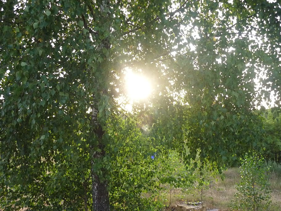 tree, forest, branch, light, meadow, sunlight, leaf, green HD wallpaper