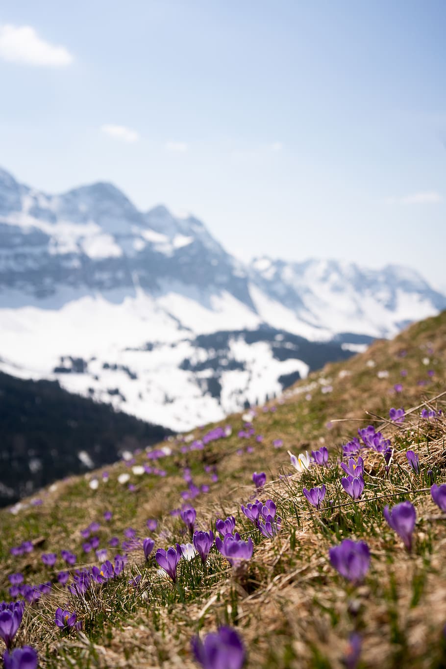 purple flower field, mountain, beauty in nature, plant, flowering plant HD wallpaper