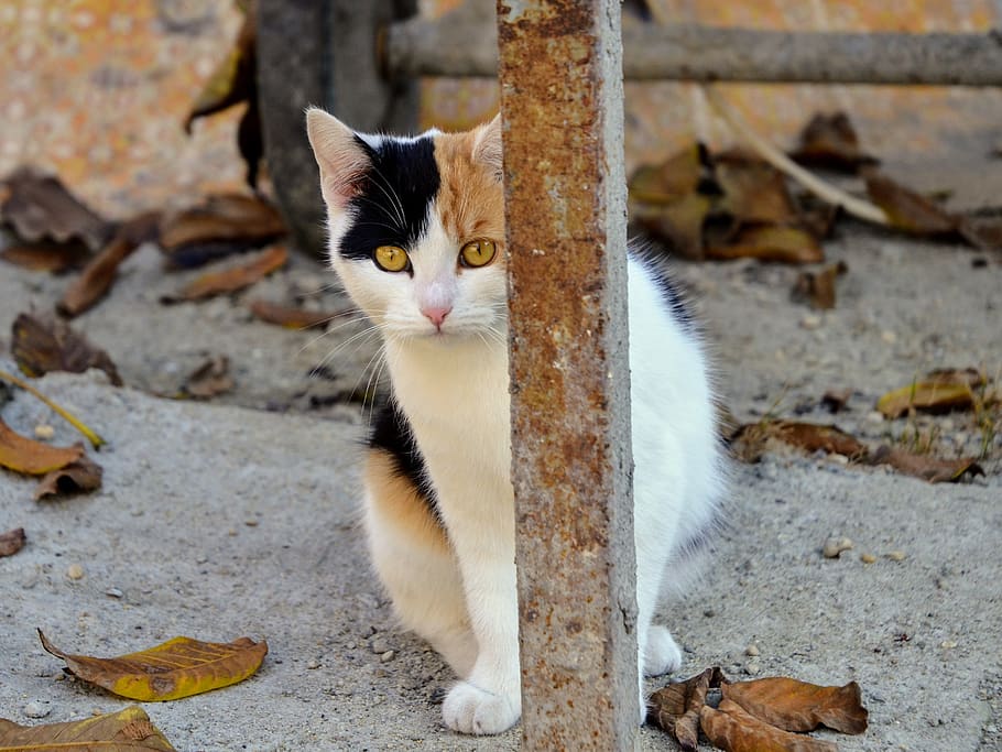 kitten, cat, shy, harlequin, hairy, fur, eyes, cute, head, feline HD wallpaper