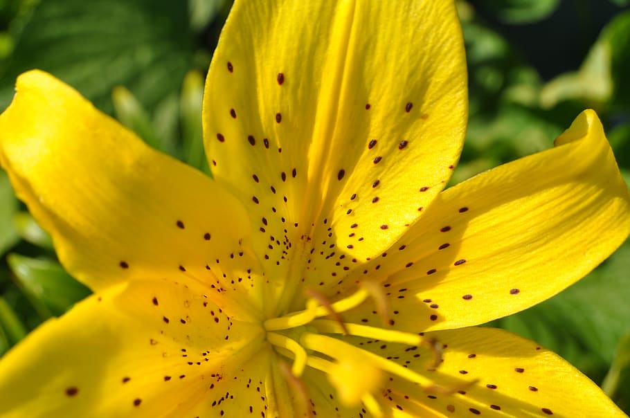 yellow, flower, lily, flowering plant, fragility, freshness HD wallpaper