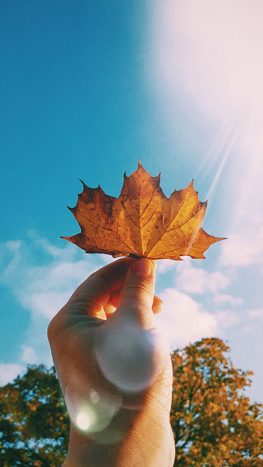 human hand, leaf, human body part, plant part, one person, autumn HD wallpaper