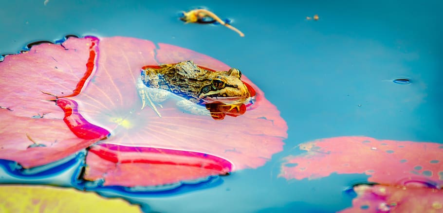 frog, rock, water, pond, nature, amphibian, wildlife, animal HD wallpaper