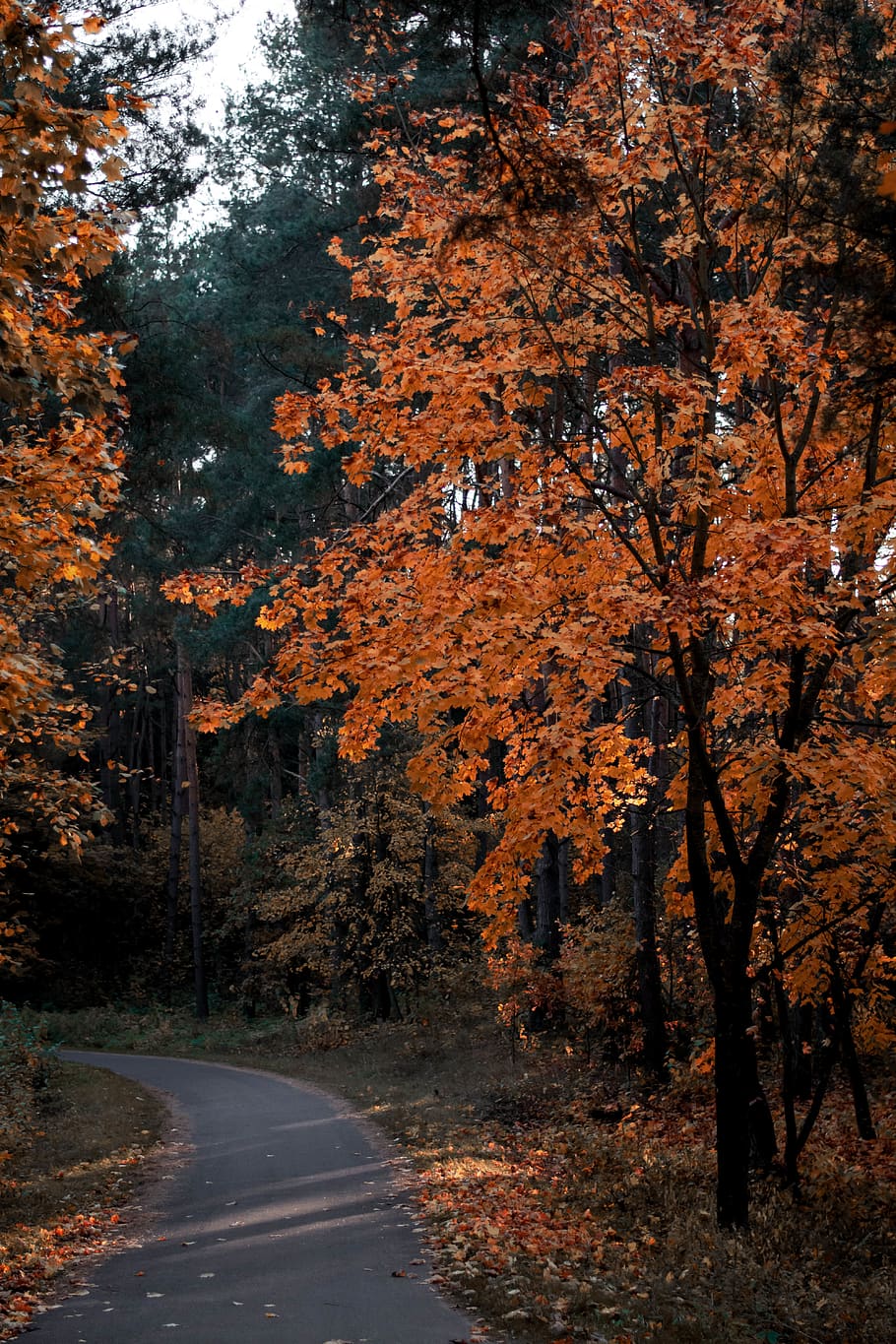 concrete pathway between trees, autumn, plant, change, nature HD wallpaper