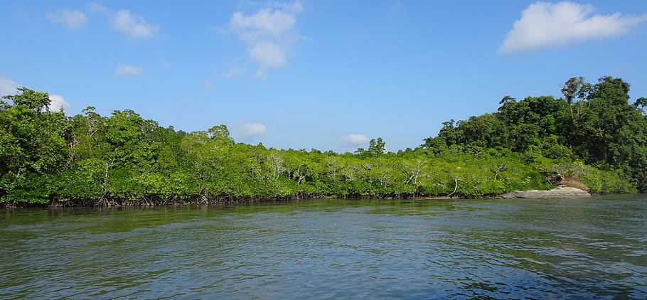 mangroves, forest, lush, greenery, creek, environment, trees HD wallpaper
