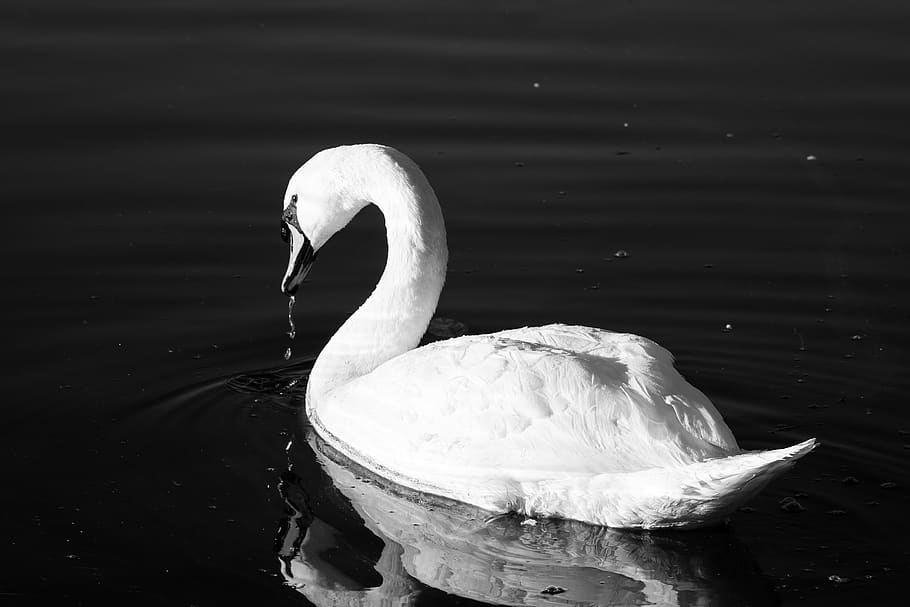 web, ice, winter, landscape, nature, lake, animals in the wild HD wallpaper
