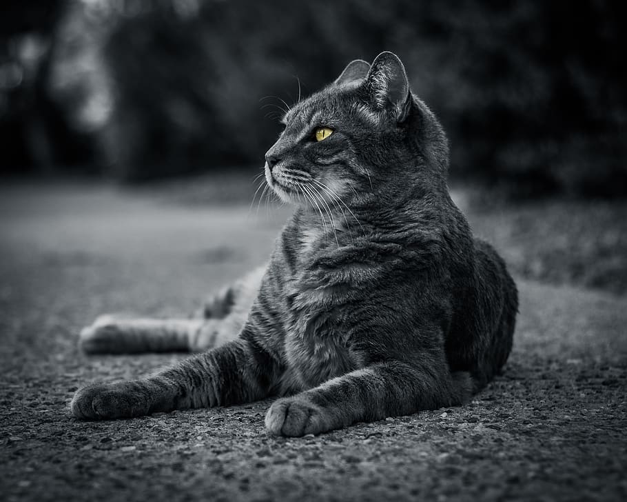 cat lying on the ground, mammal, feline, domestic cat, one animal HD wallpaper