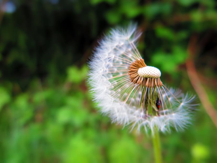 italy, montevecchia, flower, plant, freshness, flowering plant HD wallpaper