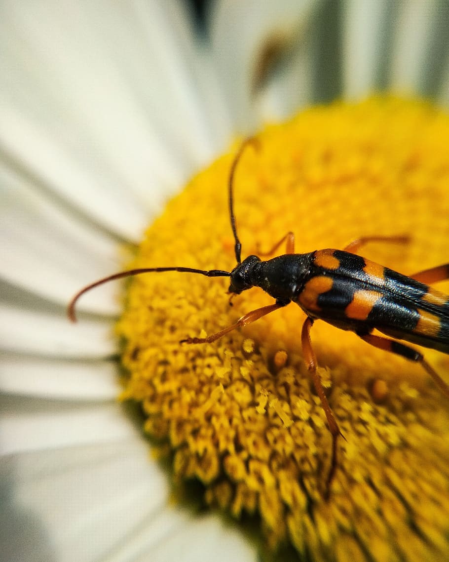 bug, insect, flower, petals, antennae, yellow, invertebrate HD wallpaper