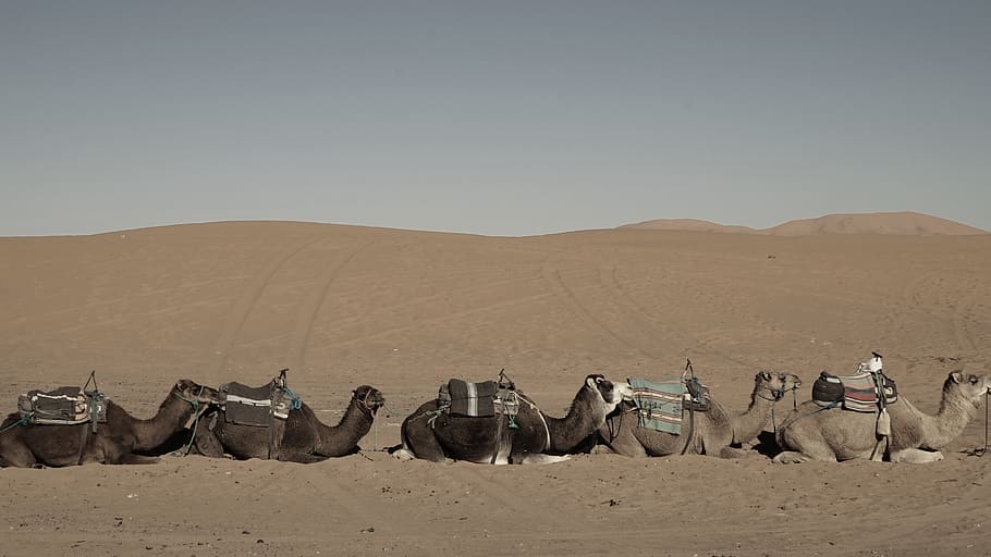 five camels on sand, soil, outdoors, nature, animal, horse, mammal HD wallpaper