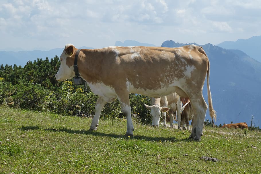 cows, alps, meadow, alpine, mountains, grazing, landscape, grass HD wallpaper