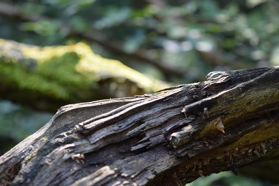 trees, old trees, moss, forest, nature, wood, textured, wood - material HD wallpaper