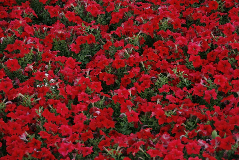 background, red, beautiful, bloom, colorful, floral, flower HD wallpaper