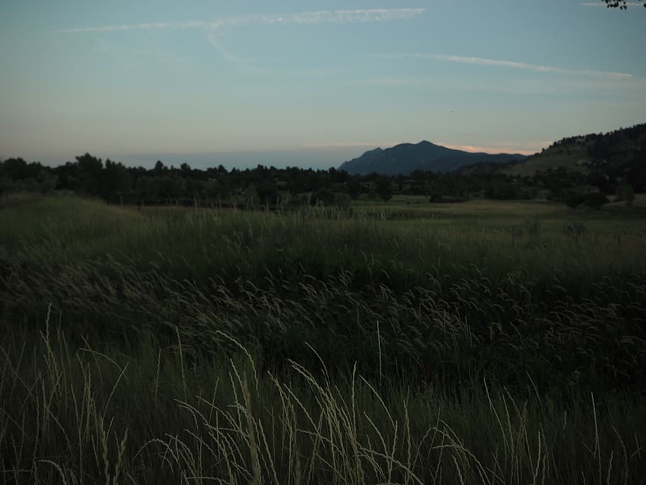 lake, trees, wetlands, twilight, dusk, dark, nature, grasses HD wallpaper
