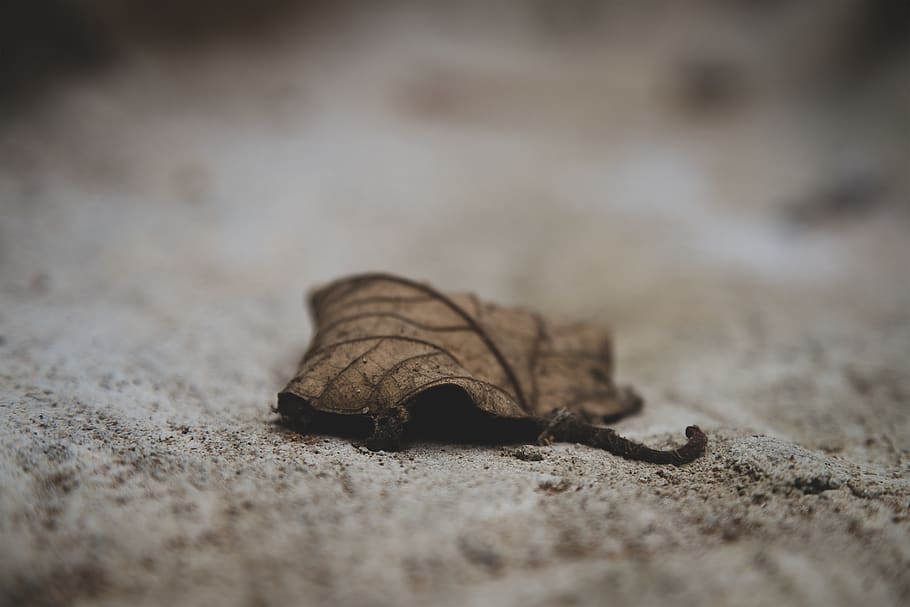brown leaf, sea life, turtle, tortoise, animal, reptile, box turtle HD wallpaper