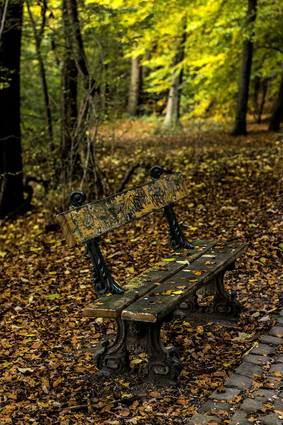 forest, wood, nature, tree, day, plant, no people, change, focus on foreground HD wallpaper