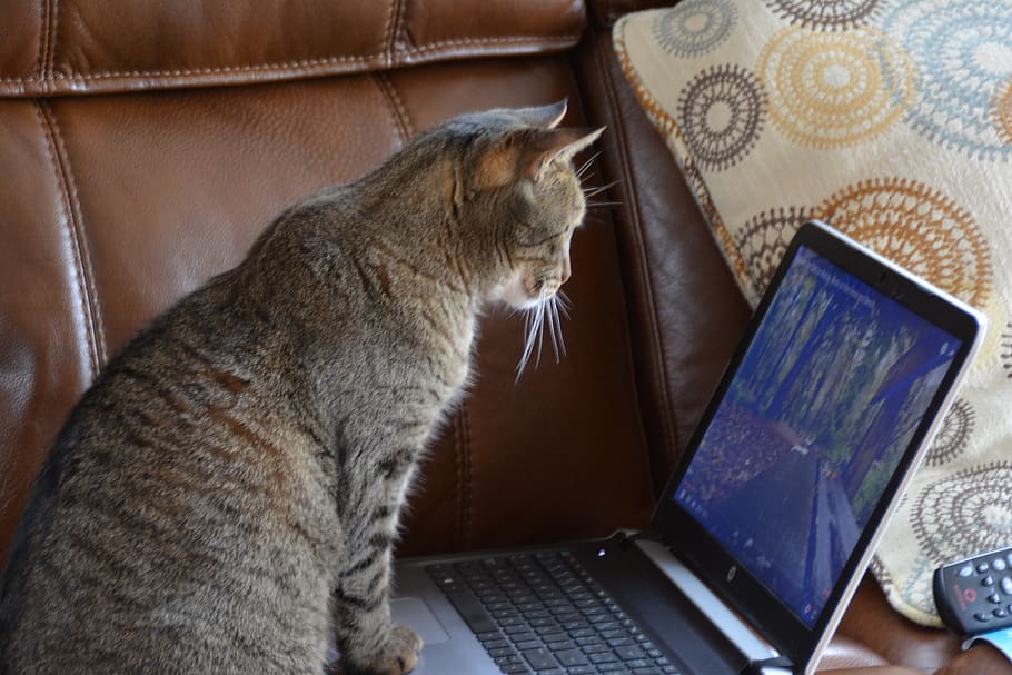 canada, whitney, technology, miramichi, cat, laptop, new brunswick HD wallpaper