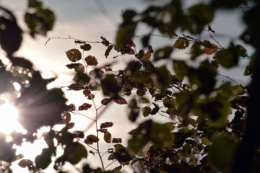 leaves, backlighting, sun, forest, tree, sunset, landscape HD wallpaper