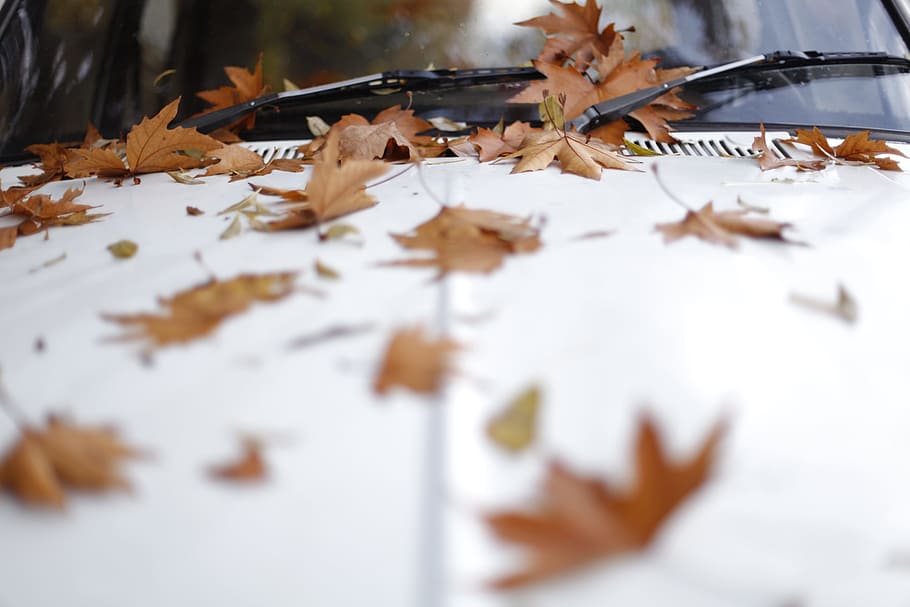 shallow focus photography of maple leaves on white car hood, leaf HD wallpaper