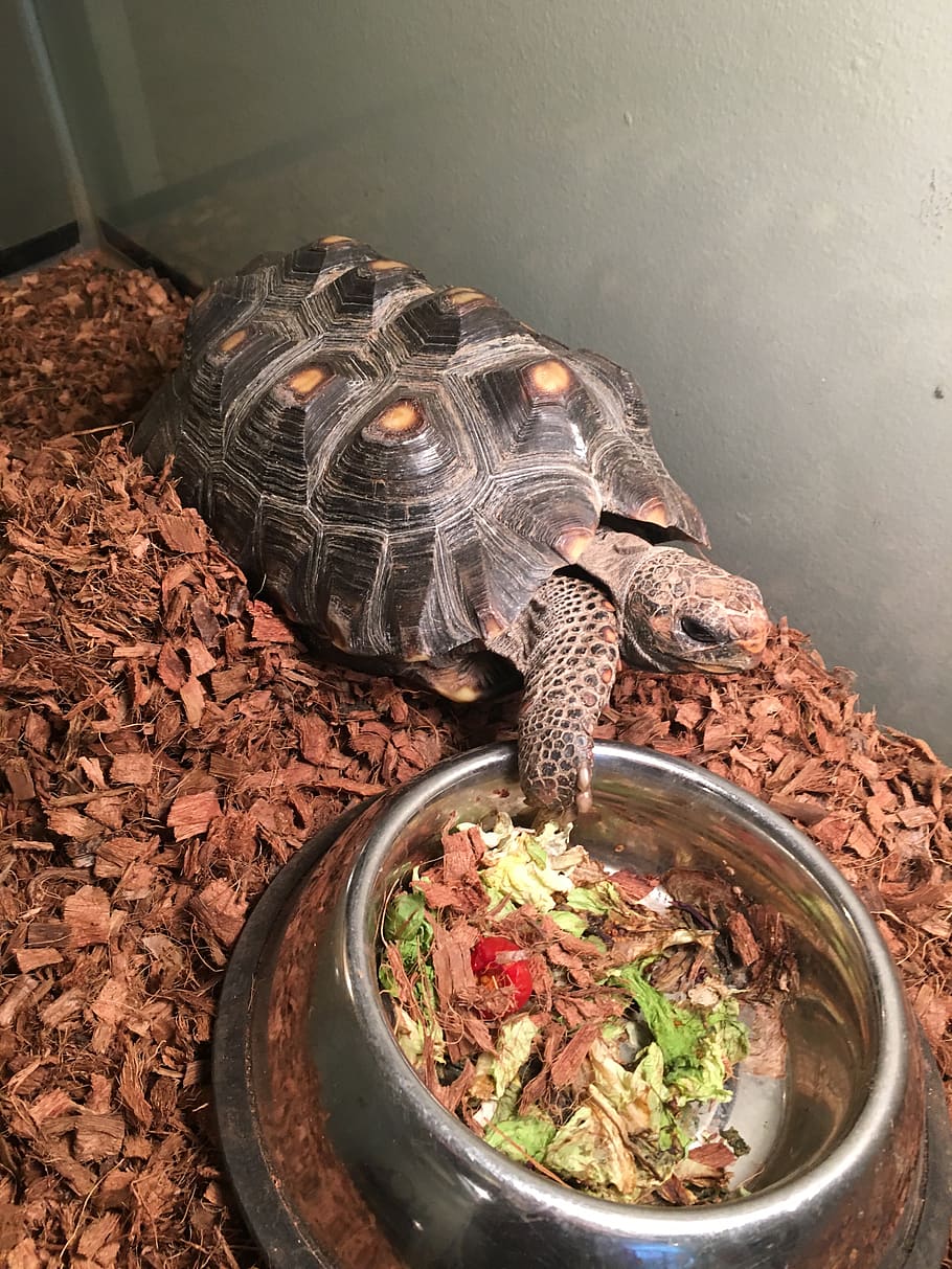 turtle, reptile, tortoise, high angle view, animal, indoors HD wallpaper
