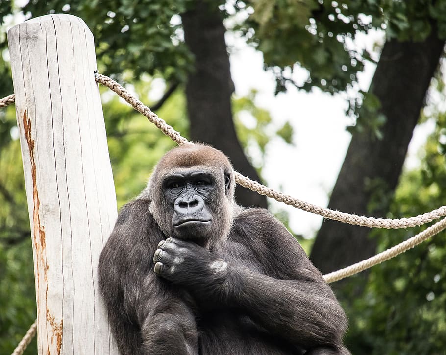 gorilla, monkey, primate, mammal, animal, animal world, nature HD wallpaper