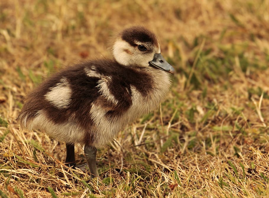 chicks, goslings, goose, nilgans, geese young, animal, bird HD wallpaper
