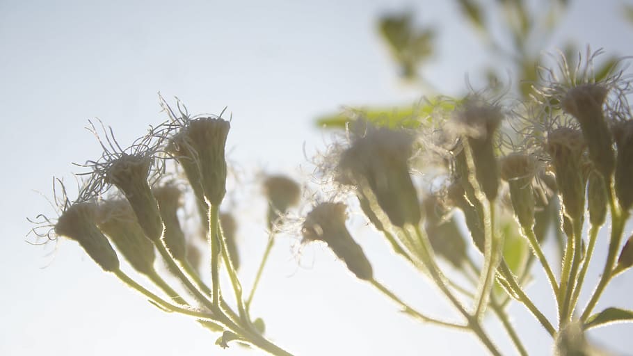 macro, flora, flower, sky, sunlight, sunshine, sunrise, summer HD wallpaper