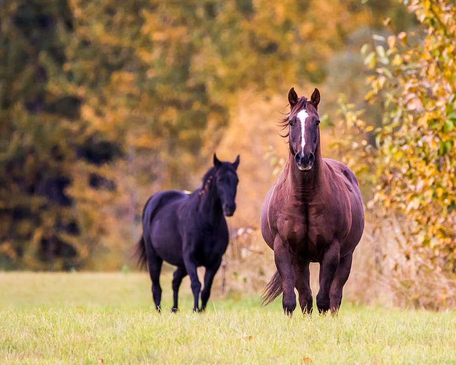 horse, fall, trees, animal, animal themes, mammal, domestic animals HD wallpaper