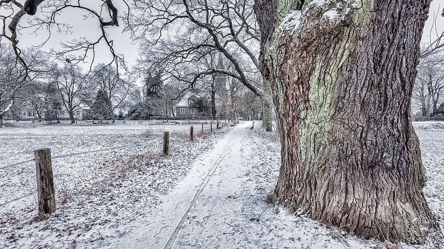 hamburg, germany, billwerder billdeich, trees, snow, winter HD wallpaper