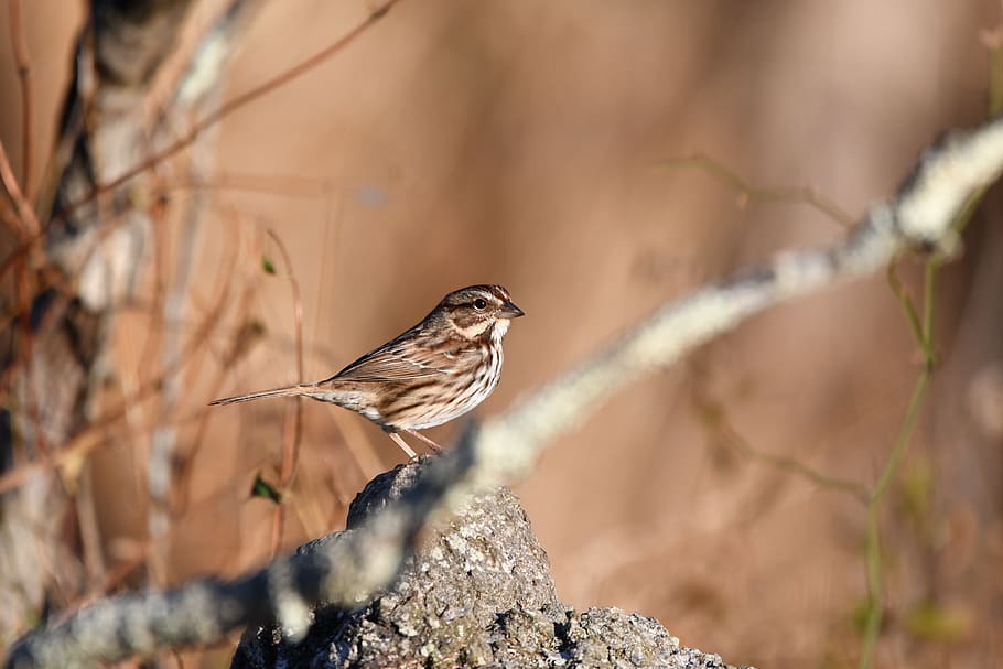 brown bird on gray stone, animal themes, animals in the wild HD wallpaper
