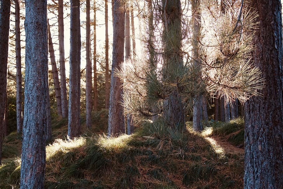 tree, plant, land, forest, trunk, tree trunk, woodland, growth HD wallpaper