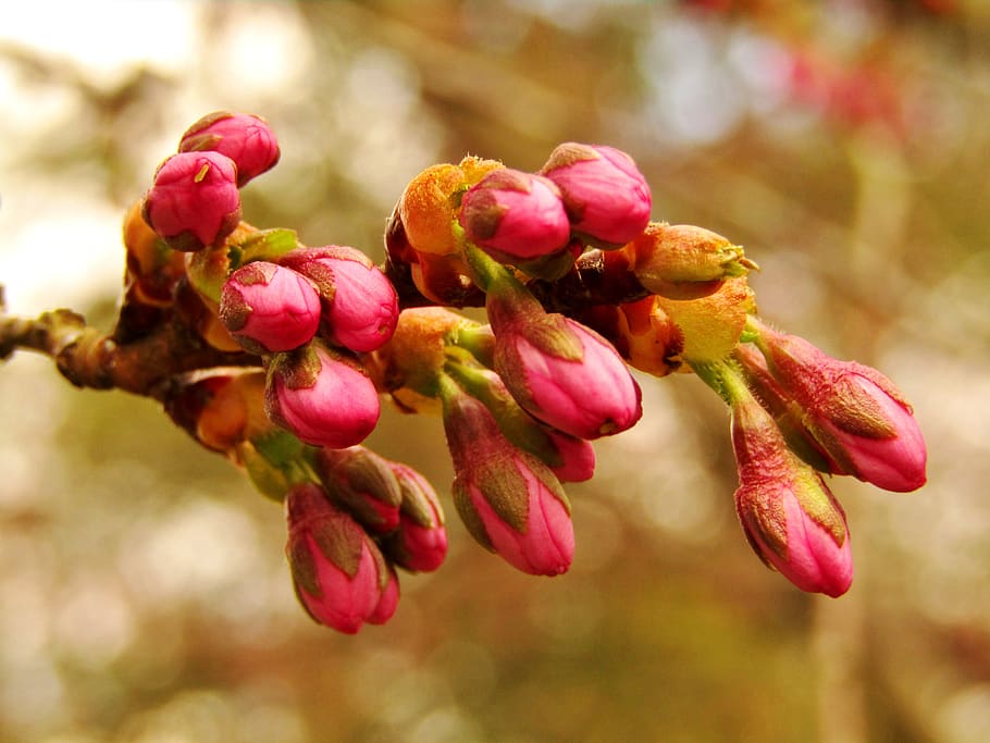 bud, japan, cherry, spring, cherry blossom, branch, ornamental cherry HD wallpaper