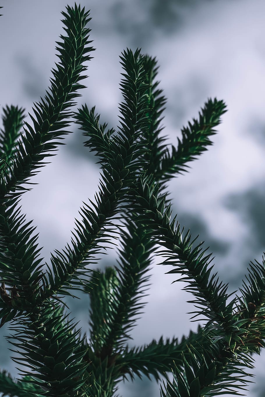 green-leafed plant, tree, abies, fir, conifer, pine, spruce, porrentruy HD wallpaper