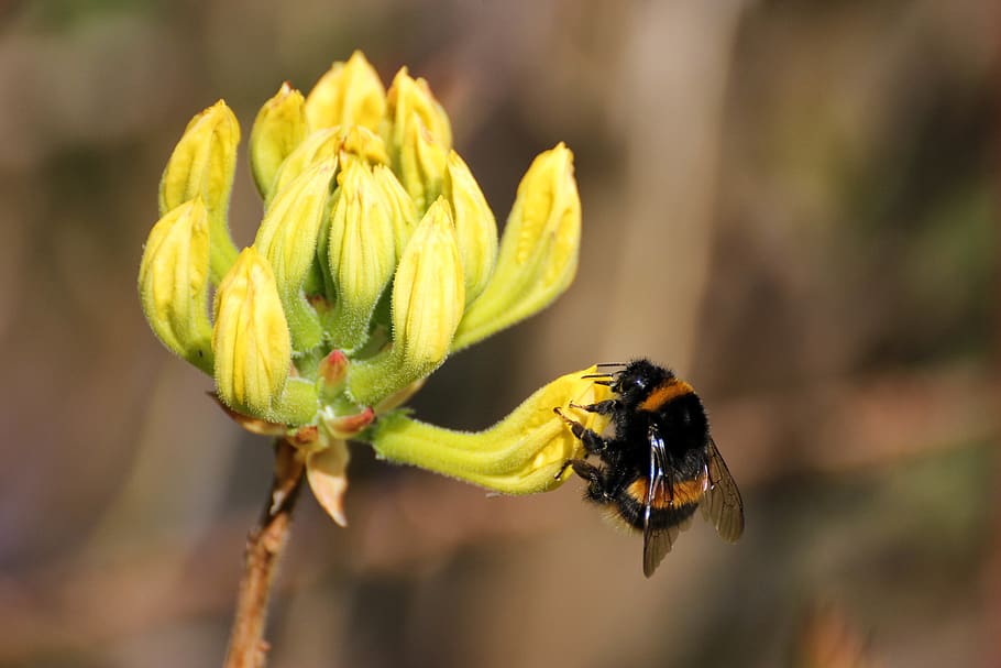bee, flower, nature, macro, summer, insect, wildlife, bumblebee HD wallpaper