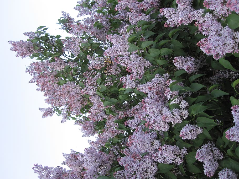 latvia, riga, texture, flower, flora, lilac, liliac flowers HD wallpaper