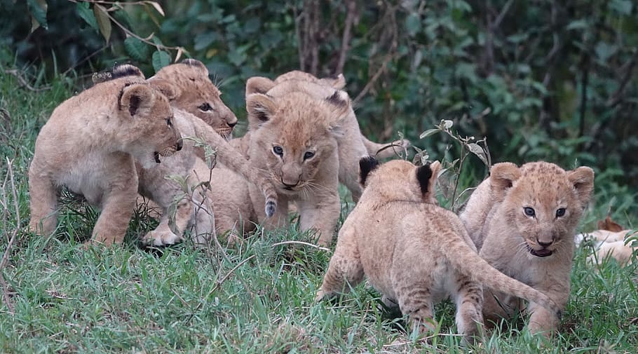 wildlife, mammal, nature, animal, cat, lions, cubs, babies