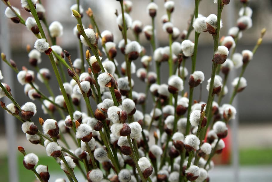 the basis of, willow twigs, early spring, nature, closeup, plant