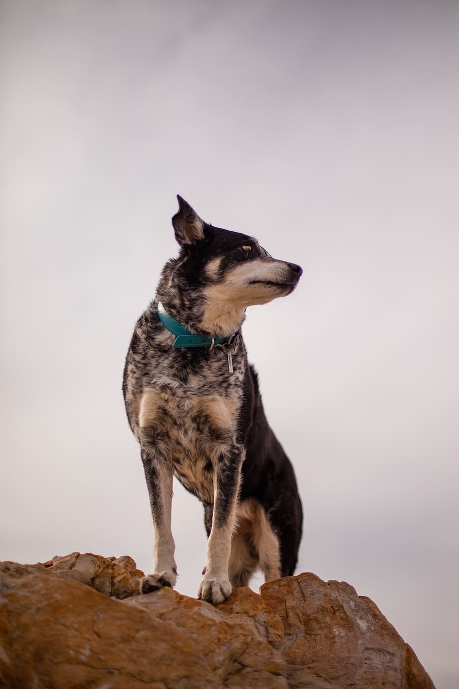 dog standing on cliff, domestic animals, one animal, pets, mammal HD wallpaper